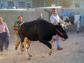 تصاویر عید الدا در بازار دامپروری