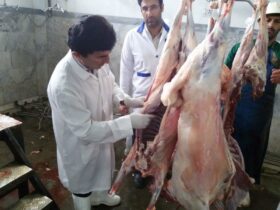 عید الدا در وزارت بهداشت در مورد بخش دام هشدار