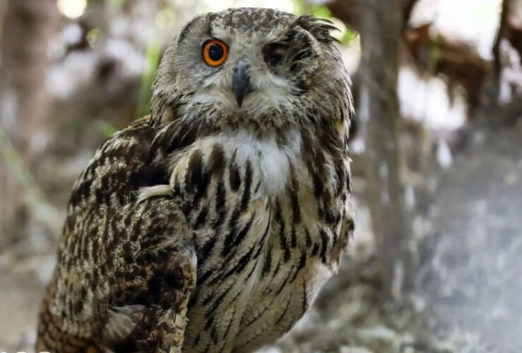 تصاویر بازگشت پرندگان شکار به آسمان آلوند