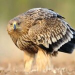 برای دیدن درمان عقاب سلطنتی مسموم