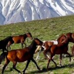 برای دیدن در ارتفاعات ناندل ، پیشینه Damavand -Horses