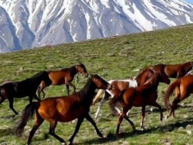 برای دیدن در ارتفاعات ناندل ، پیشینه Damavand -Horses
