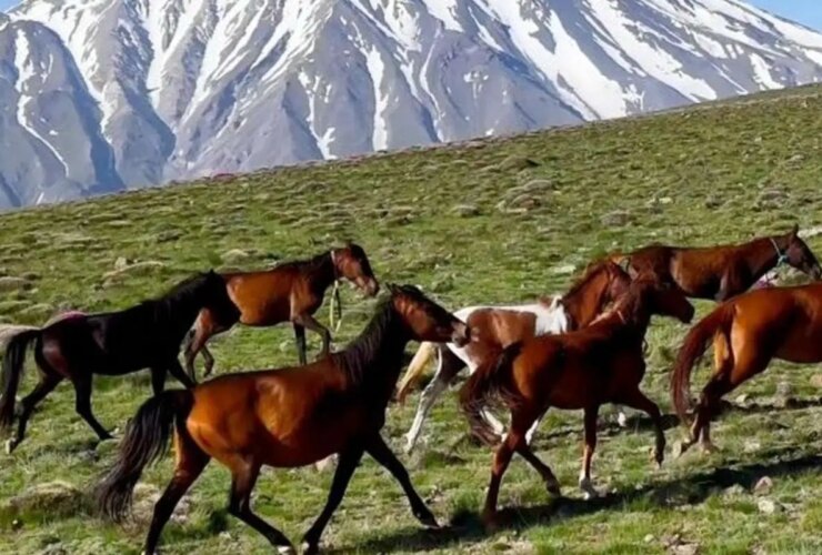 برای دیدن در ارتفاعات ناندل ، پیشینه Damavand -Horses