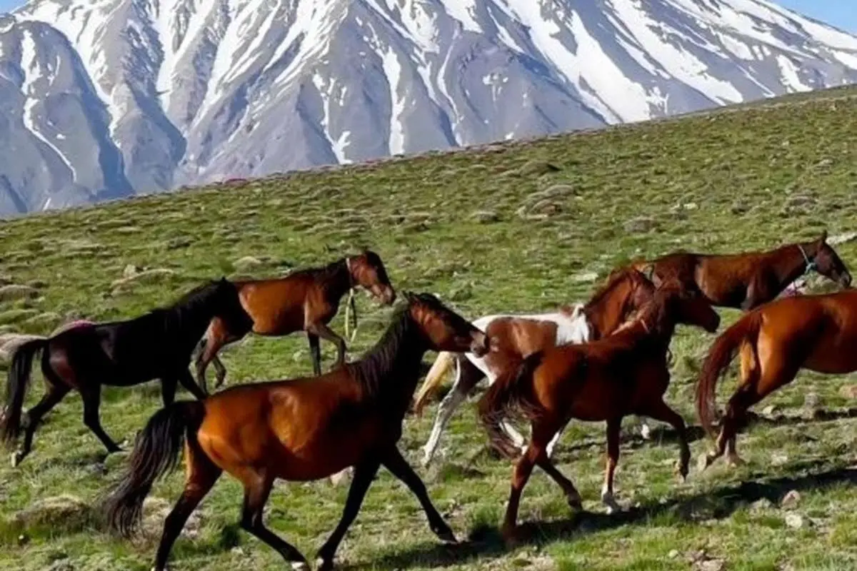 برای دیدن در ارتفاعات ناندل ، پیشینه Damavand -Horses