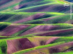 عکس رویایی Yarrabad Velvet Plains ؛ به نظر می رسد مانند یک عکس!