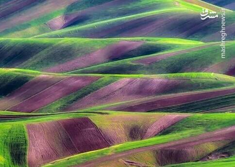 عکس رویایی Yarrabad Velvet Plains ؛ به نظر می رسد مانند یک عکس!