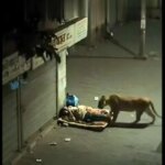 برای دیدن یک مرد کارتونی در حال خواب که لحظه برخورد شیر است