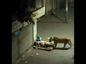 برای دیدن یک مرد کارتونی در حال خواب که لحظه برخورد شیر است