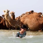 برای دیدن حمام در سواحل جزیره Qeshm