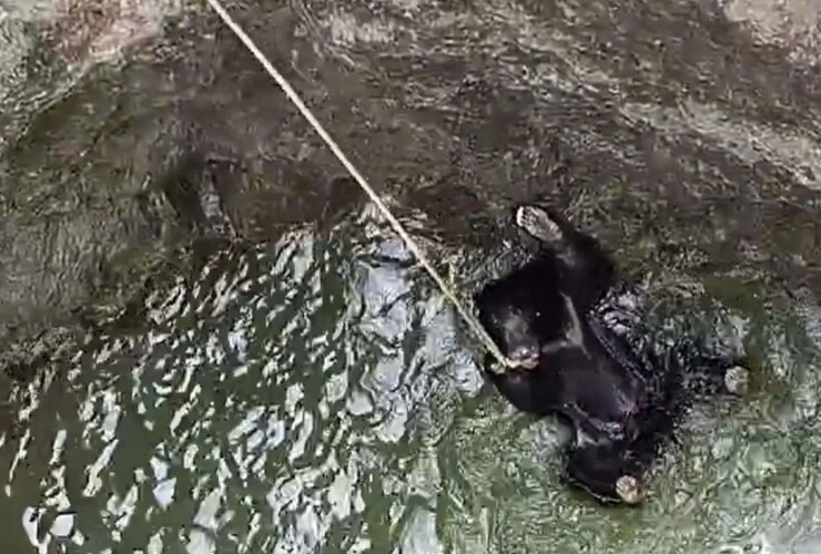 برای دیدن پس از سه ساعت فعالیت ، از چاه های کشاورزی بازیابی می شود 33 برای دیدن پس از سه ساعت فعالیت ، از چاه های کشاورزی بازیابی می شود