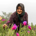 تصاویر برداشت گل در روستای کوندار