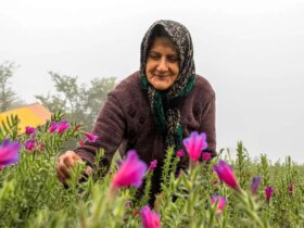 تصاویر برداشت گل در روستای کوندار