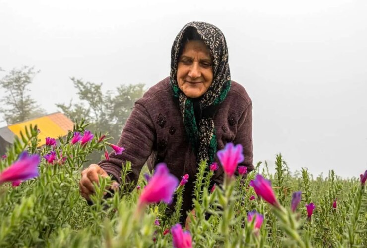 تصاویر برداشت گل در روستای کوندار