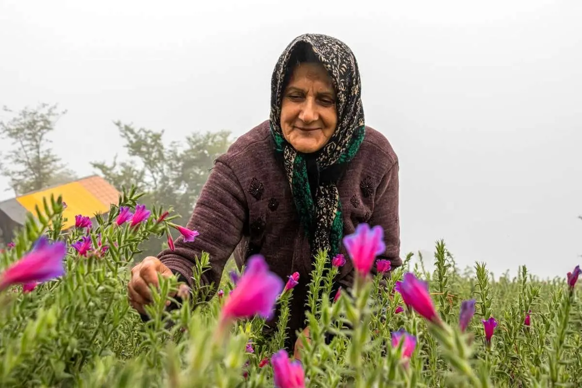 تصاویر برداشت گل در روستای کوندار