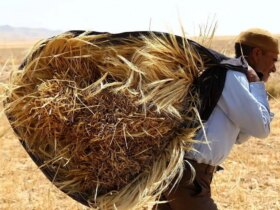 2.3 سپرده حساب کشور گندم