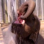 برای دیدن فیل برای فرار از گرمای تابستانی در حال سوختن آب بازی می کند