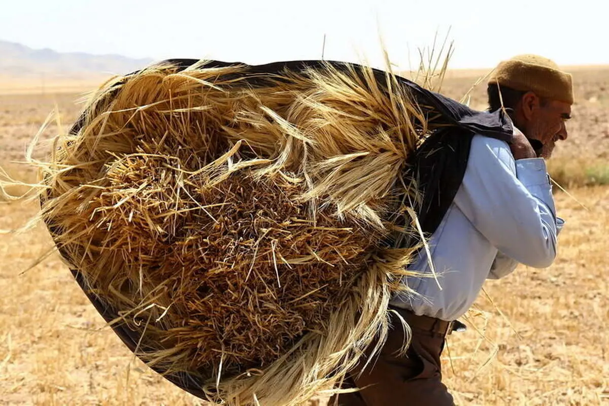 2.3 سپرده حساب کشور گندم