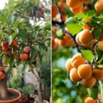 آموزش نگهداری و کشت زمان هسته زردآلو