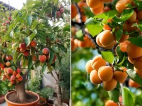 آموزش نگهداری و کشت زمان هسته زردآلو