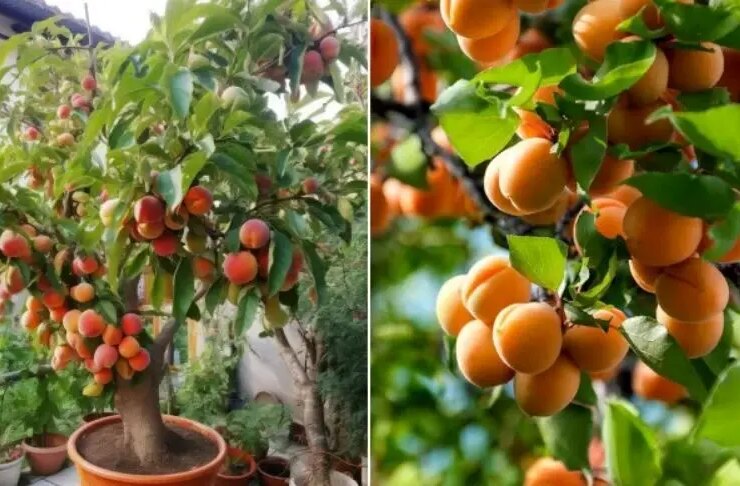 آموزش نگهداری و کشت زمان هسته زردآلو