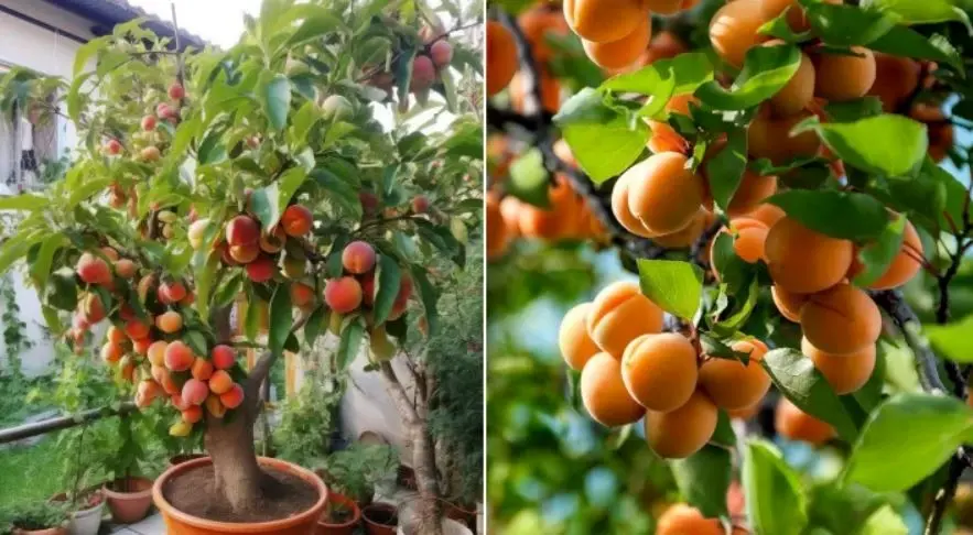 آموزش نگهداری و کشت زمان هسته زردآلو