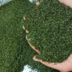 آموزش های ساده و سریع در خانه نعناع در خانه