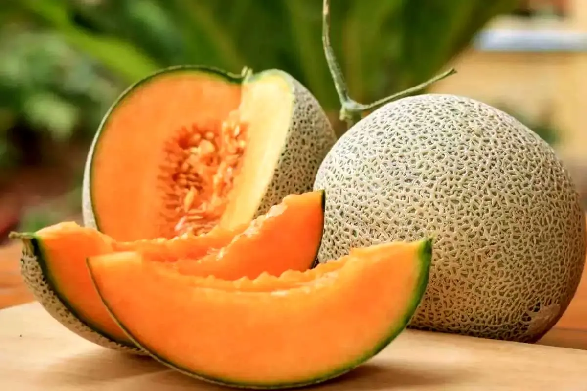 آیا خربزه تراریخته و برای سلامتی مضر است؟ 4 آیا خربزه تراریخته و برای سلامتی مضر است؟