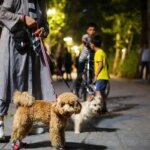 آیا فروش و بیرون بردن آن به صورت رایگان سگ ممنوع است؟!