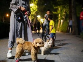 آیا فروش و بیرون بردن آن به صورت رایگان سگ ممنوع است؟!