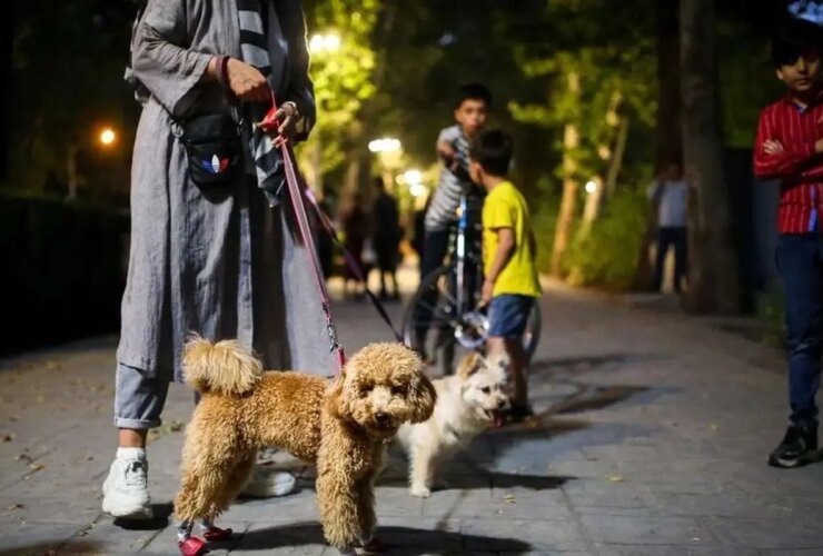 آیا فروش و بیرون بردن آن به صورت رایگان سگ ممنوع است؟!