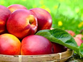 تفاوت بین هلو ، شابیلر ، توت و شفتالو چیست؟
