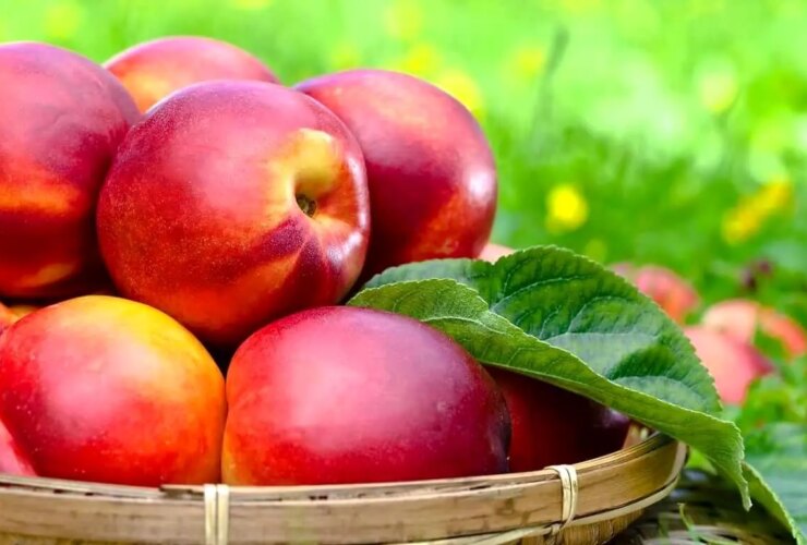 تفاوت بین هلو ، شابیلر ، توت و شفتالو چیست؟