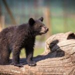 سرنوشت پارک Lost Bear Lost Parkan در فرش عدم اطمینان است. از احتمال تصادف به مرگ توسط سگهای ولگرد