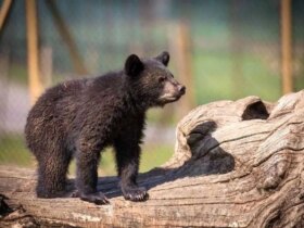 سرنوشت پارک Lost Bear Lost Parkan در فرش عدم اطمینان است. از احتمال تصادف به مرگ توسط سگهای ولگرد