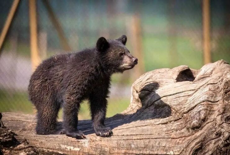 سرنوشت پارک Lost Bear Lost Parkan در فرش عدم اطمینان است. از احتمال تصادف به مرگ توسط سگهای ولگرد