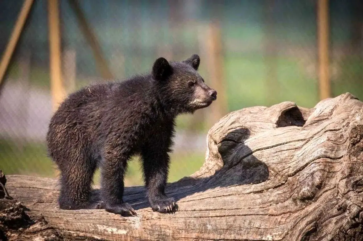 سرنوشت پارک Lost Bear Lost Parkan در فرش عدم اطمینان است. از احتمال تصادف به مرگ توسط سگهای ولگرد