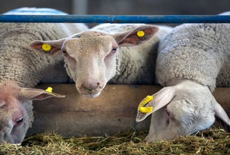 فعالیت ؛ مکان ویژه برای فروش دام در تهران برای عید الدا