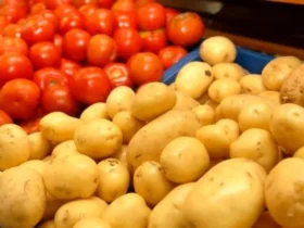 قیمت سیب زمینی به نصف کاهش یافته است. افزایش میوه در آخرین درگیری