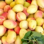 تصاویر برداشت زردآلو در منطقه سامان