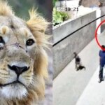 برای دیدن حمله شیر به یک زن و چند کودک در پاکستان