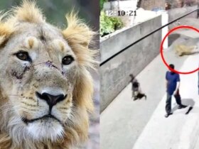 برای دیدن حمله شیر به یک زن و چند کودک در پاکستان