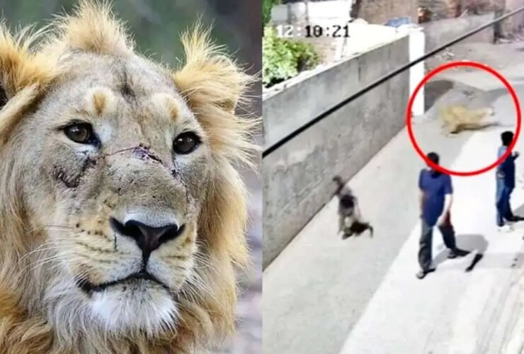 برای دیدن حمله شیر به یک زن و چند کودک در پاکستان