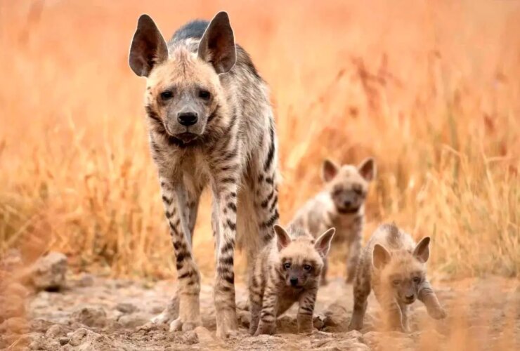 تصویری منحصر به فرد از شیردهی فرزندان در پارک ملی Isfahan Mouteh