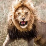 برای دیدن حملات شیرها به Türkiye ، استرالیا و پاکستان ؛ چه اتفاقی افتاد؟