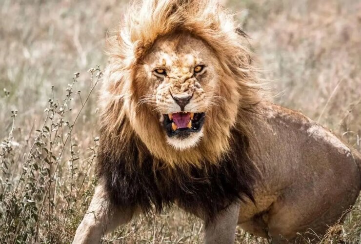 برای دیدن حملات شیرها به Türkiye ، استرالیا و پاکستان ؛ چه اتفاقی افتاد؟