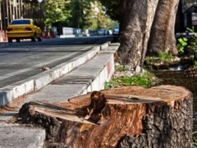 داستان درختان خیابان فلسطین از ریشه چیست؟