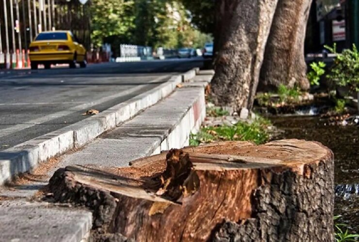 داستان درختان خیابان فلسطین از ریشه چیست؟