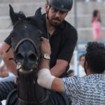 تاریخ اسب کرد و روایتی از جنایتی که گرفته شده است
