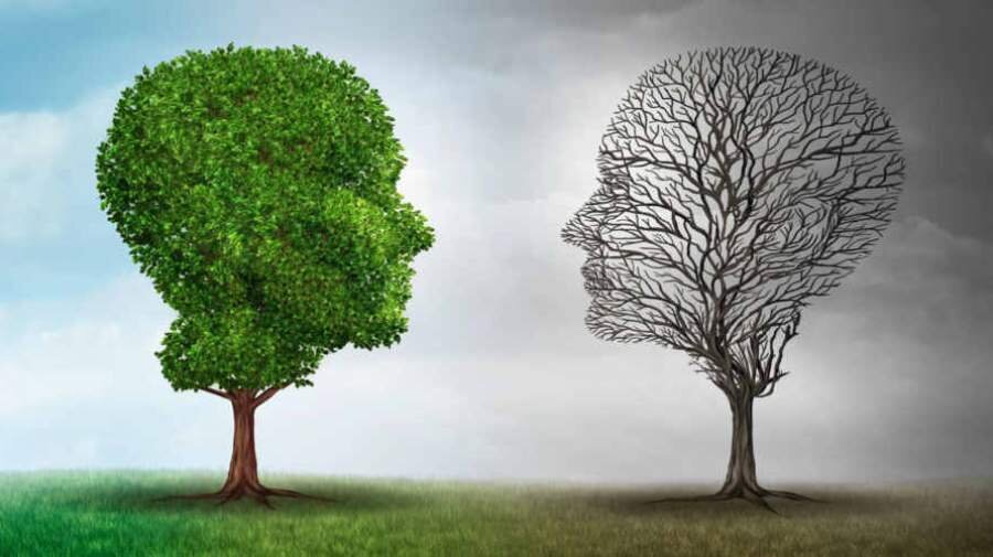 کپی از طبیعت برای مبارزه با آلودگی هوا
