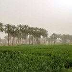 تصاویر در فتح میکروب ها